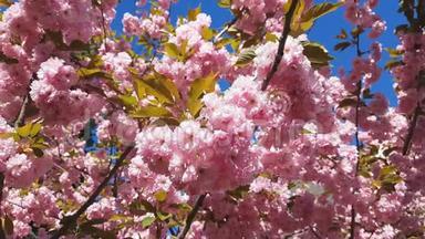 在粉红背景的春天季节，关闭樱花枝，樱花
